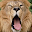 Lion The King Of Beasts Themes Download on Windows