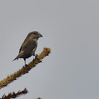 Red crossbill