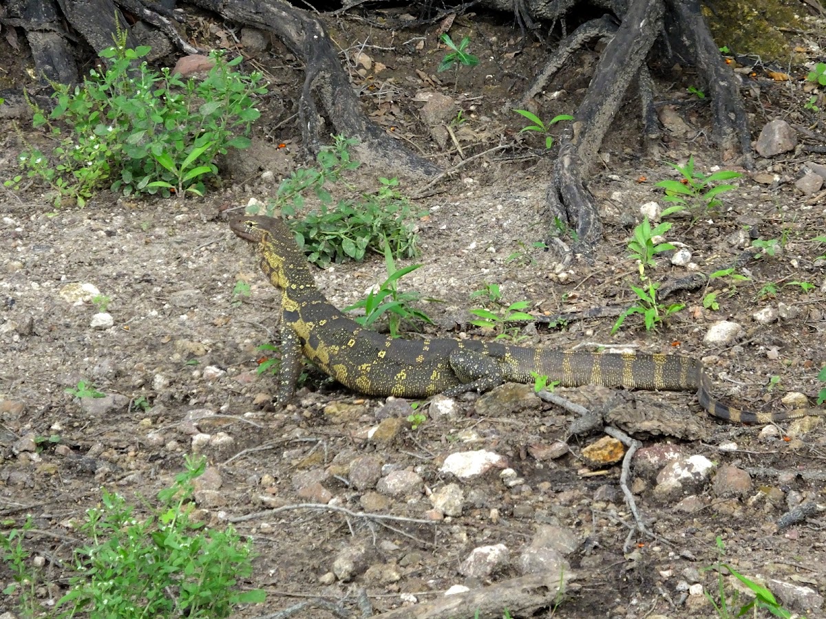 Nile monitor