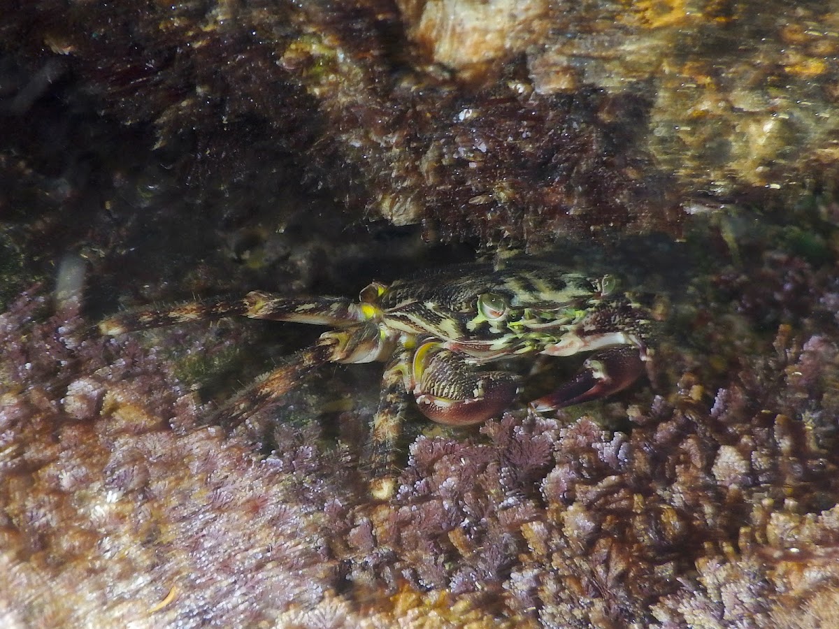 Marbled rock crab