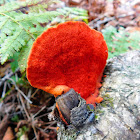 Cinnabar-red Polypore