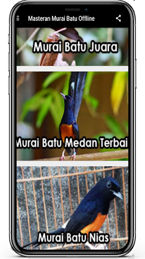 Masteran Murai Batu Offline Terlengkap