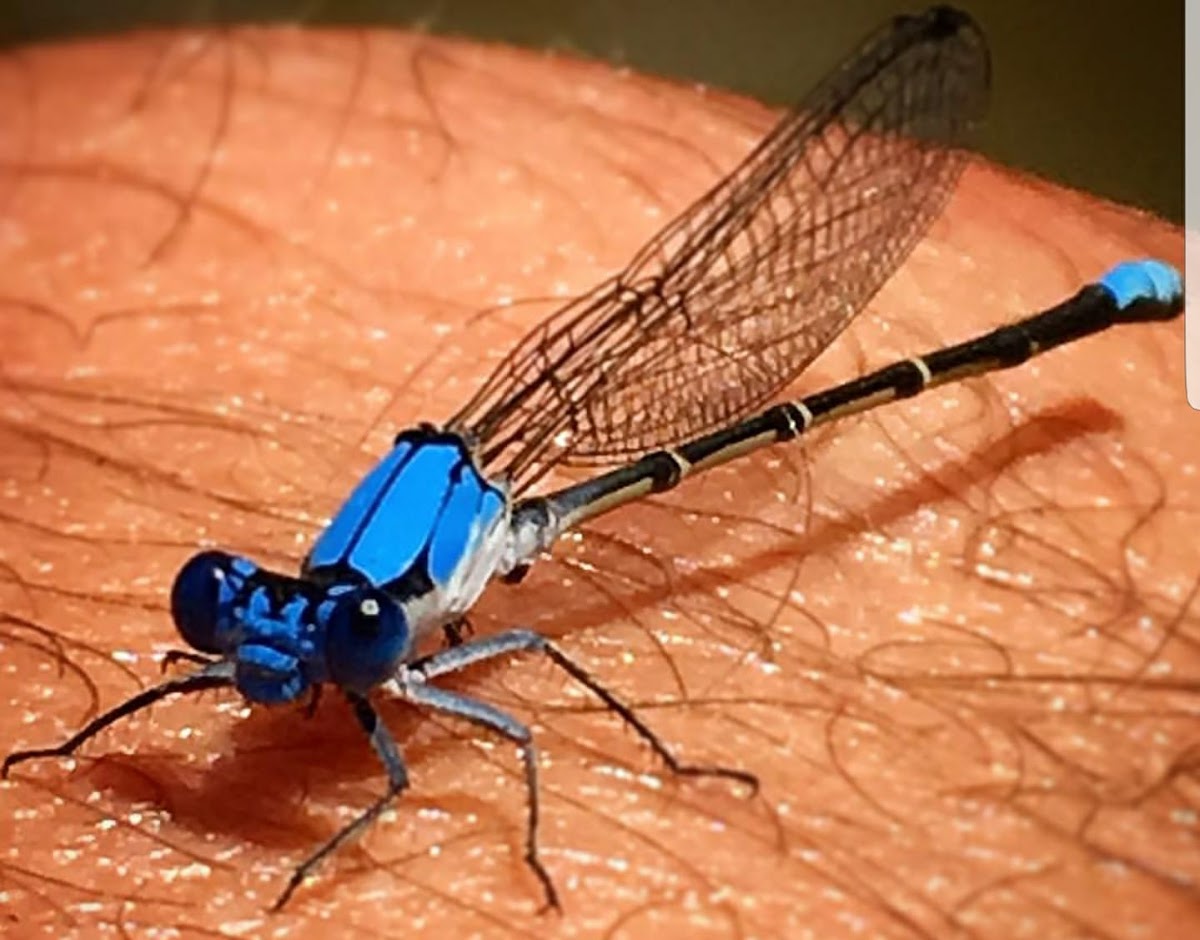 Blue Fronted Dancer