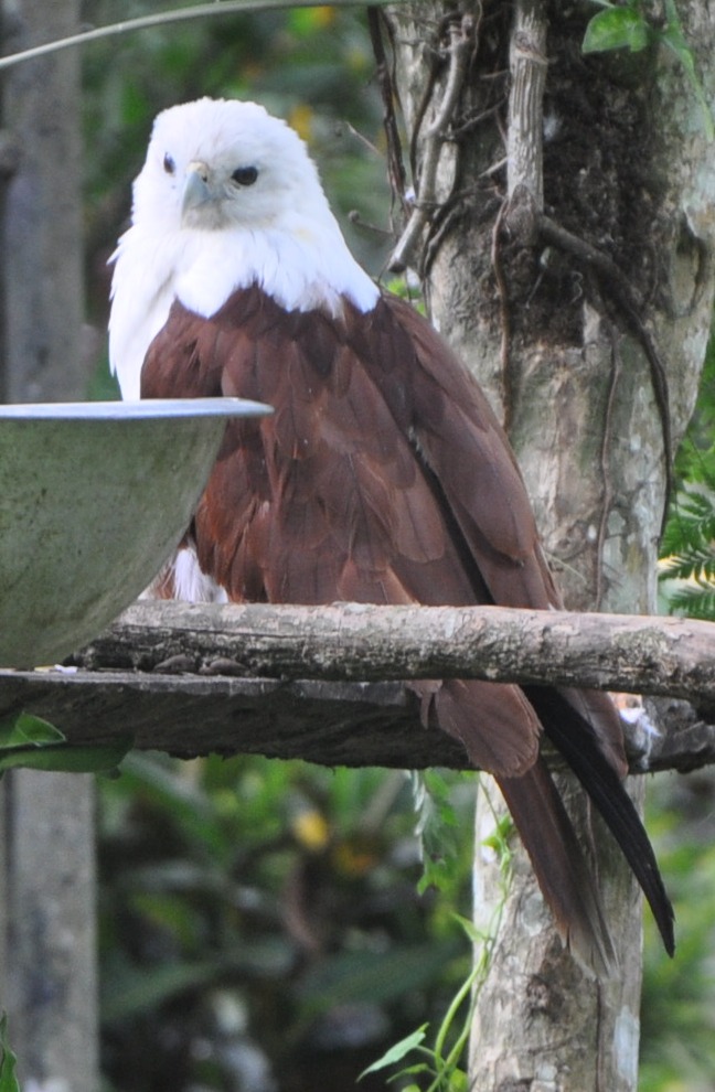 Brahminy kite