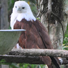 Brahminy kite