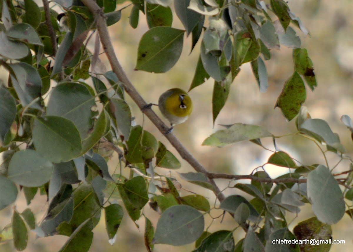 Oriental white-eye