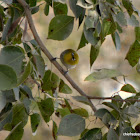 Oriental white-eye