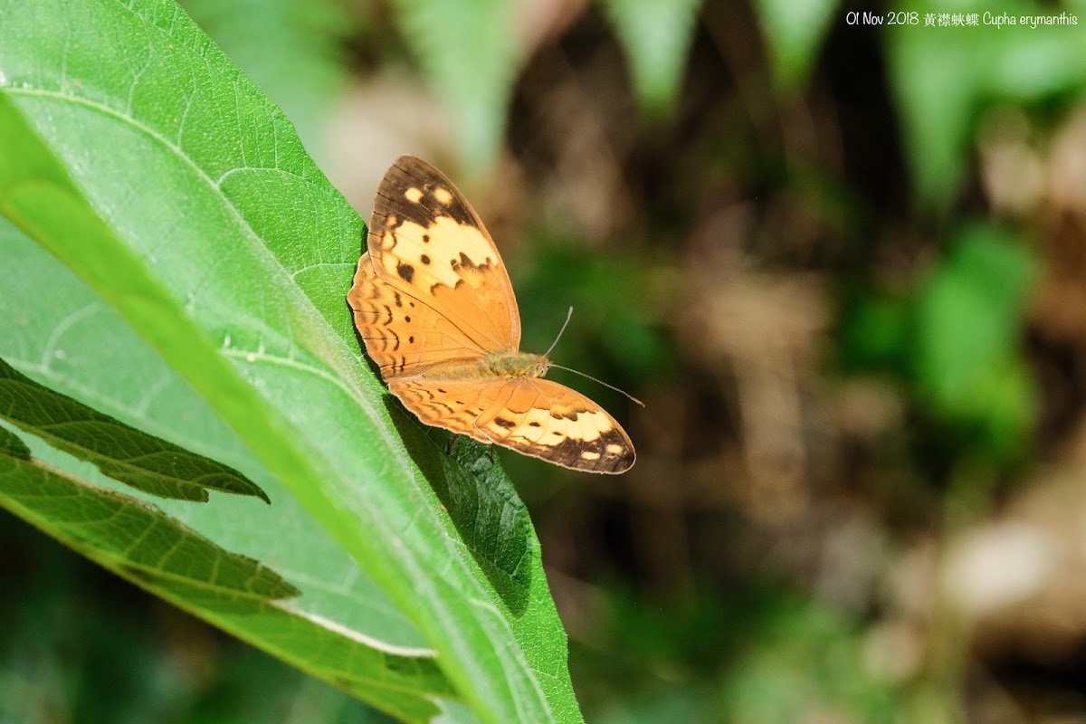 Cupha erymanthis 黃襟蛺蝶