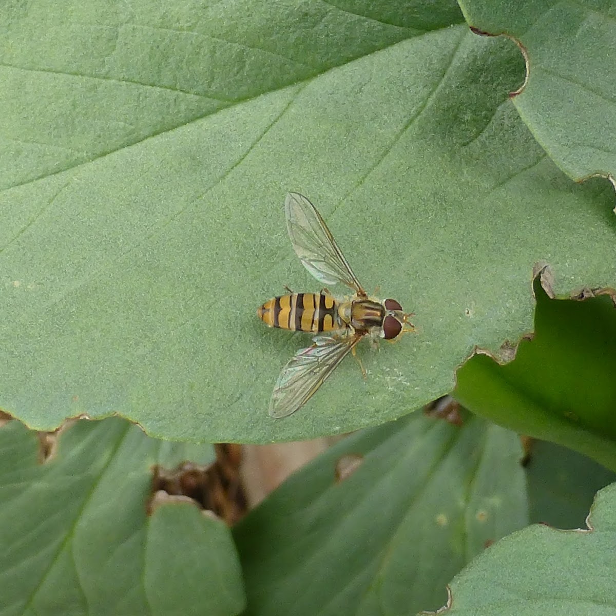 Marmalade Hoverfly