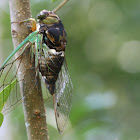 Dog-day Cicada