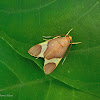 Trichromia Moth