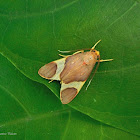 Trichromia Moth