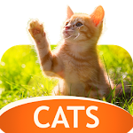Cover Image of Baixar Wallpapers with cats 06.08.2019-cats APK