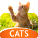 Download Wallpapers with cats For PC Windows and Mac 10.11.2017-cats