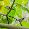 Stripe-headed Rhabdornis