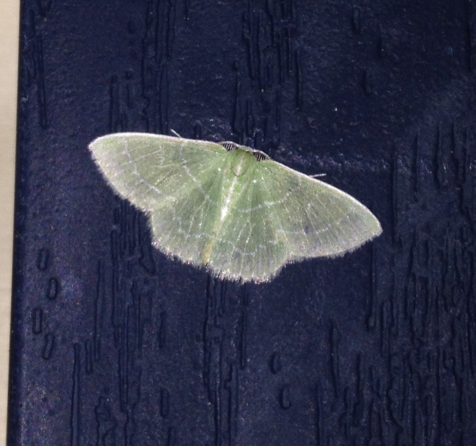 Wavy-lined Emerald Moth