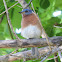 Eastern Bluebird