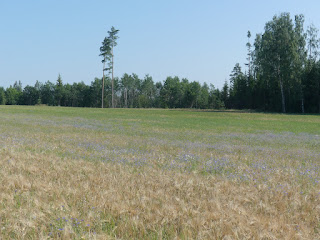 rukkililled viljapõllul