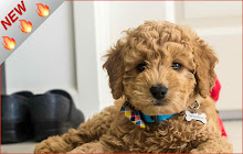 Golden Doodle HD Wallpapers Dog Theme small promo image