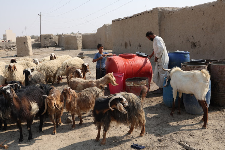 Haider Jalil feeds animals outside his family home in the village of Al-Bouzayyat, Diwaniya, Iraq, on October 20 2022. Picture: REUTERS/ALAA AL-MARJANI