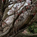 Eastern Grey Squirrel