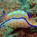 Nudibranch