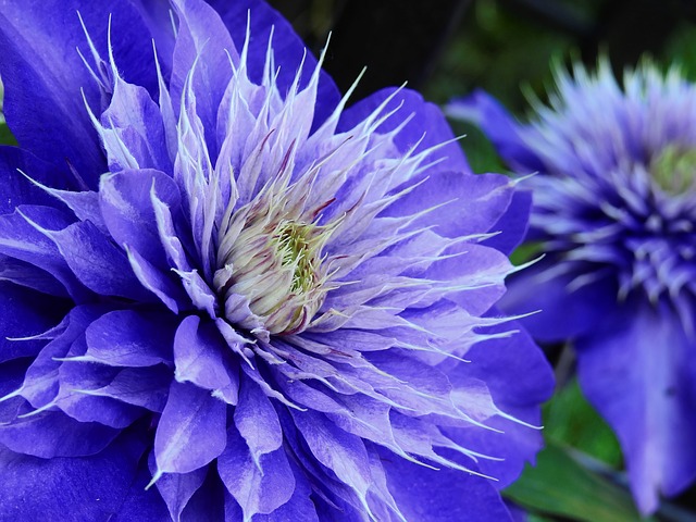 クレマチスの花言葉 ツル性植物の女王と呼ばれる花の由来や意味を解説 Trill トリル