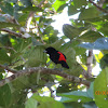 Scarlet Rumped Tanager