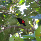 Scarlet Rumped Tanager