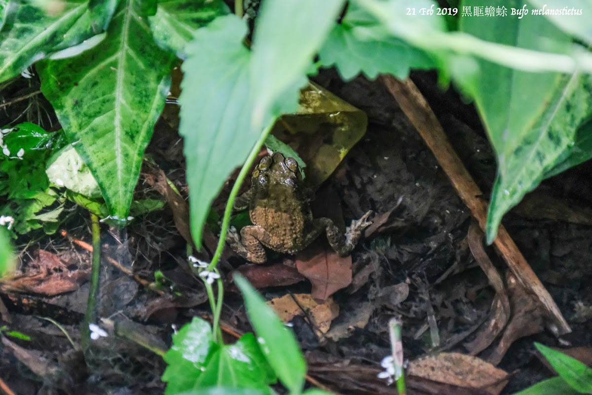 Bufo melanostictus 黑眶蟾蜍