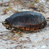 Striped Mud Turtle