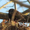 Common starling