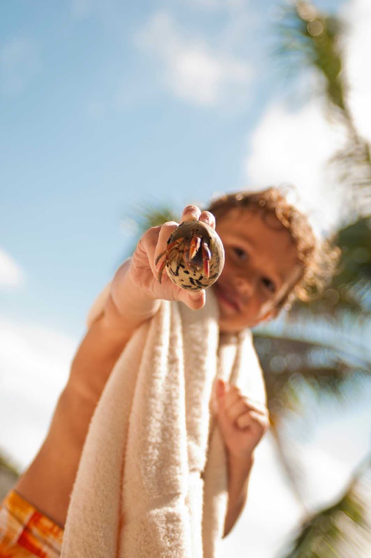 A crab on Laughing Bird Caye, Belize.