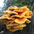 Chicken-of-the-woods