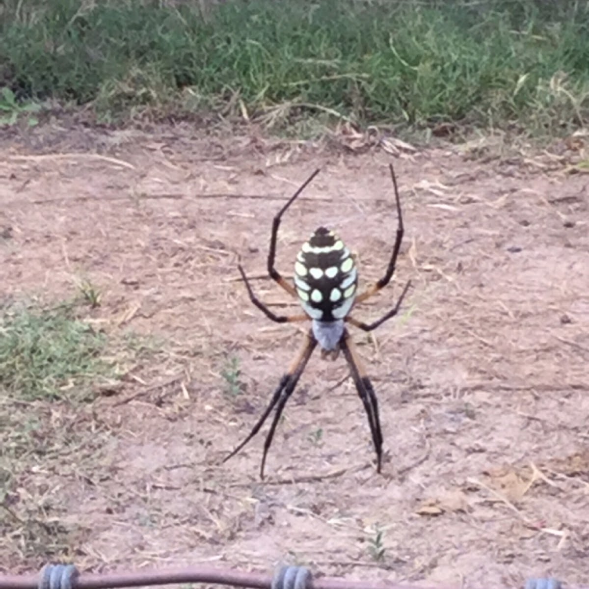 Black & yellow argiope