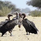 Rüppell's vulture