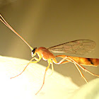 Ichneumon wasp