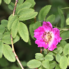 Alpine Rose