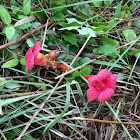 Trumpet Creeper Vine or Cow-Itch Vine