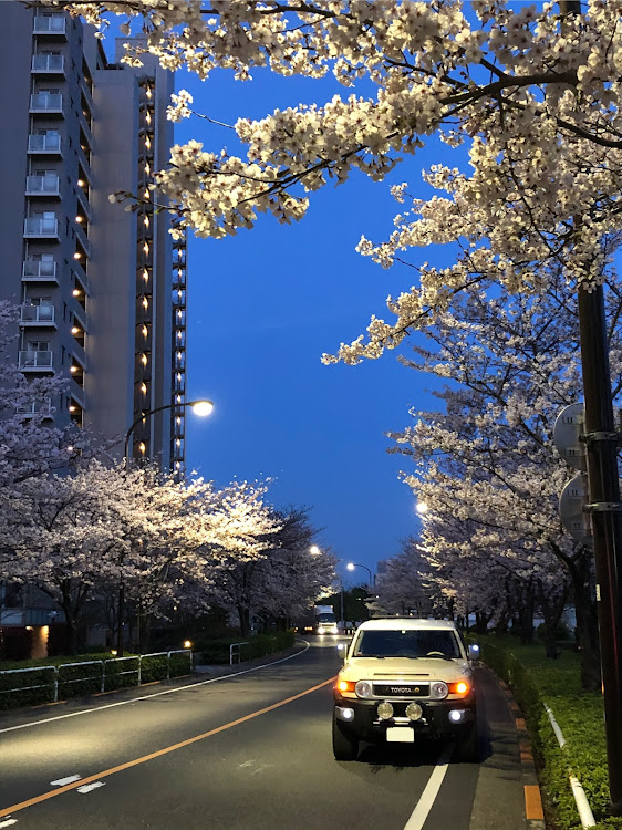 FJクルーザーの桜と愛車に関するカスタム事例の投稿画像1枚目