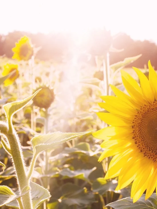 「🌻ひまわりの歌🌻」のメインビジュアル