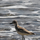 American golden plover