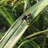 Robber fly