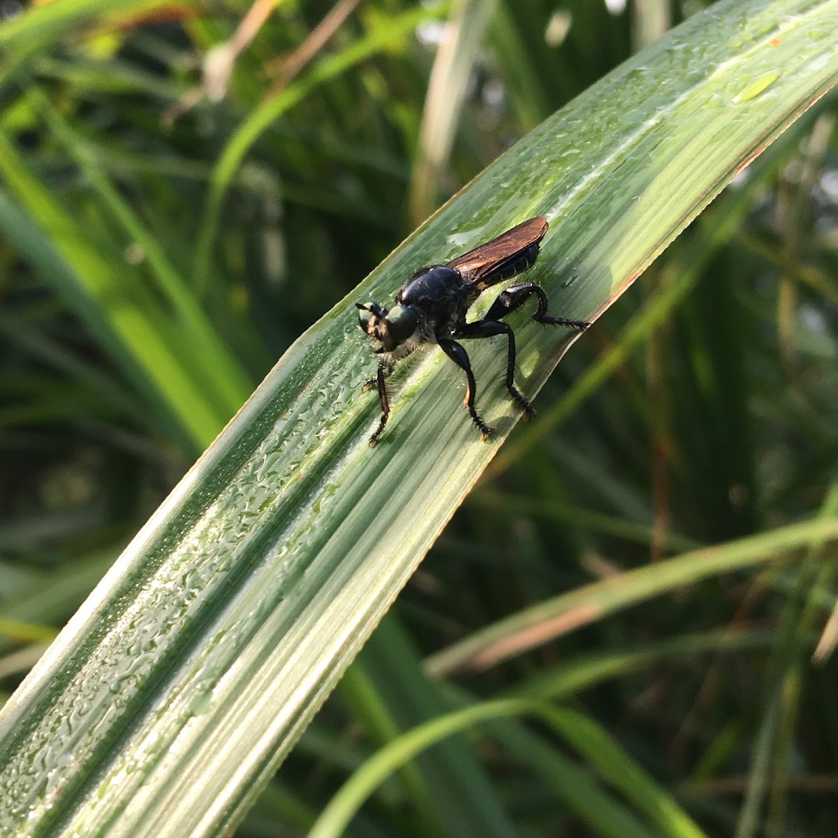 Robber fly