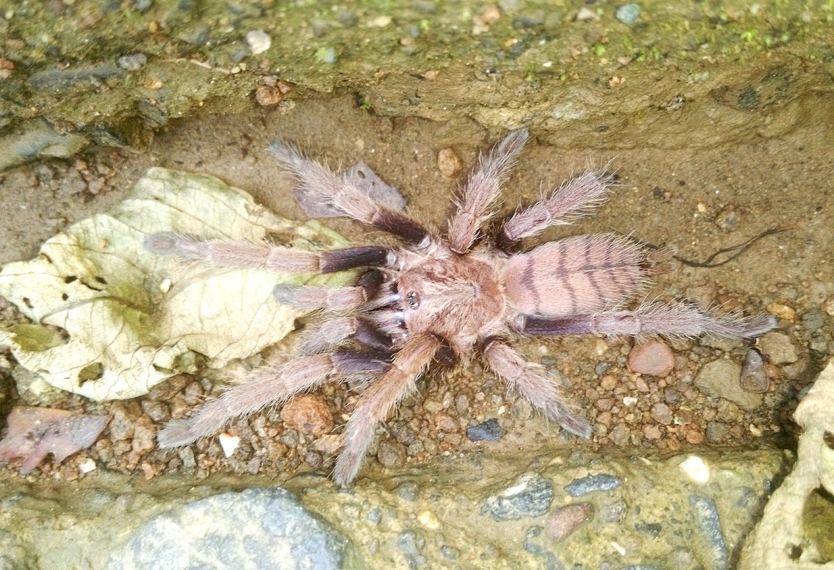 Indian Violet Tarantula