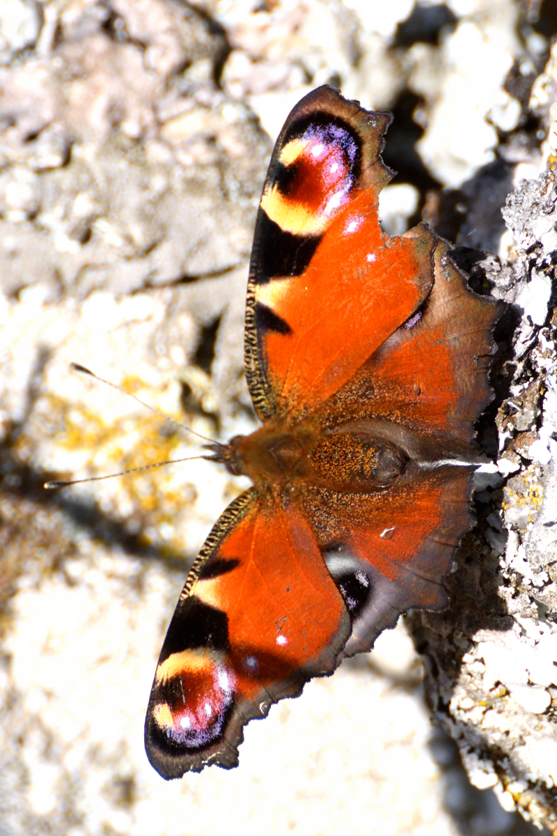 Mariposa pavo real; European peacock