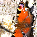 Mariposa pavo real; European peacock