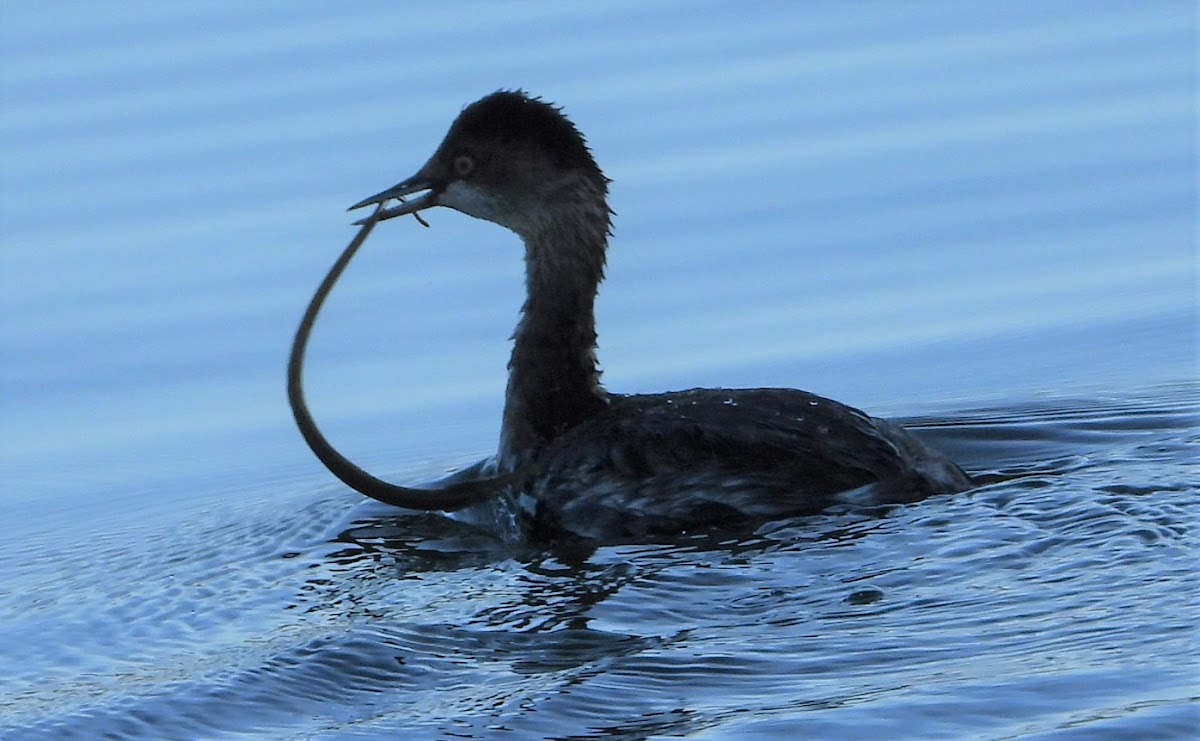 Black-necked grebe