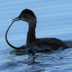 Black-necked grebe