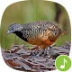 Download Barred buttonquail Calls For PC Windows and Mac 1.0.2